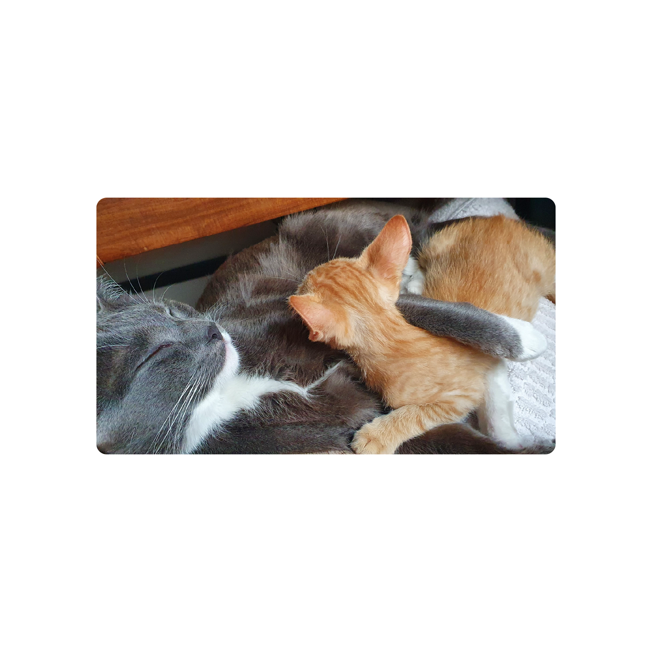 Mousepad Gatos durmiendo 90x50 Classic | PERSONALIZADO