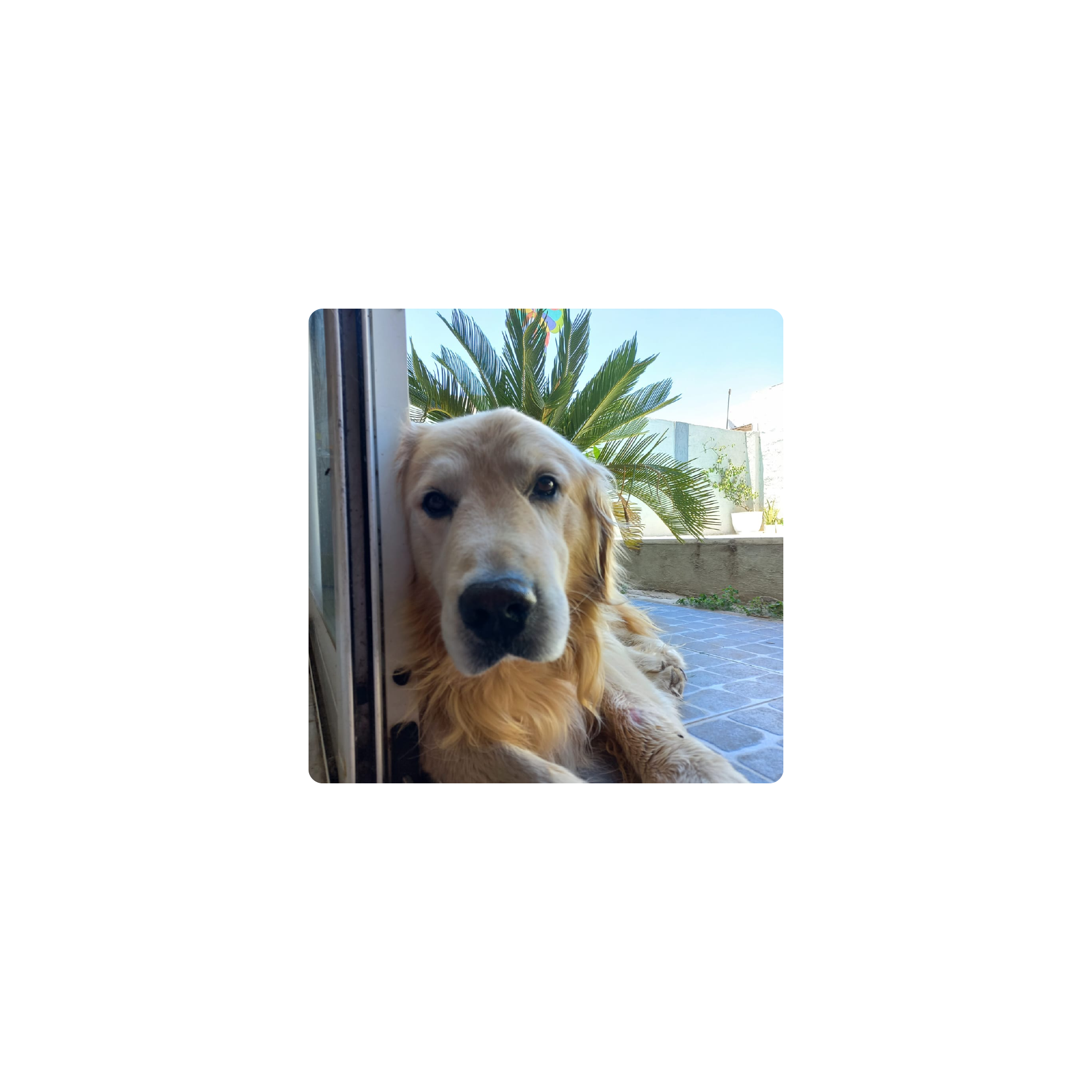 Mousepad felipe el golden 25x25 Classic | PERSONALIZADO