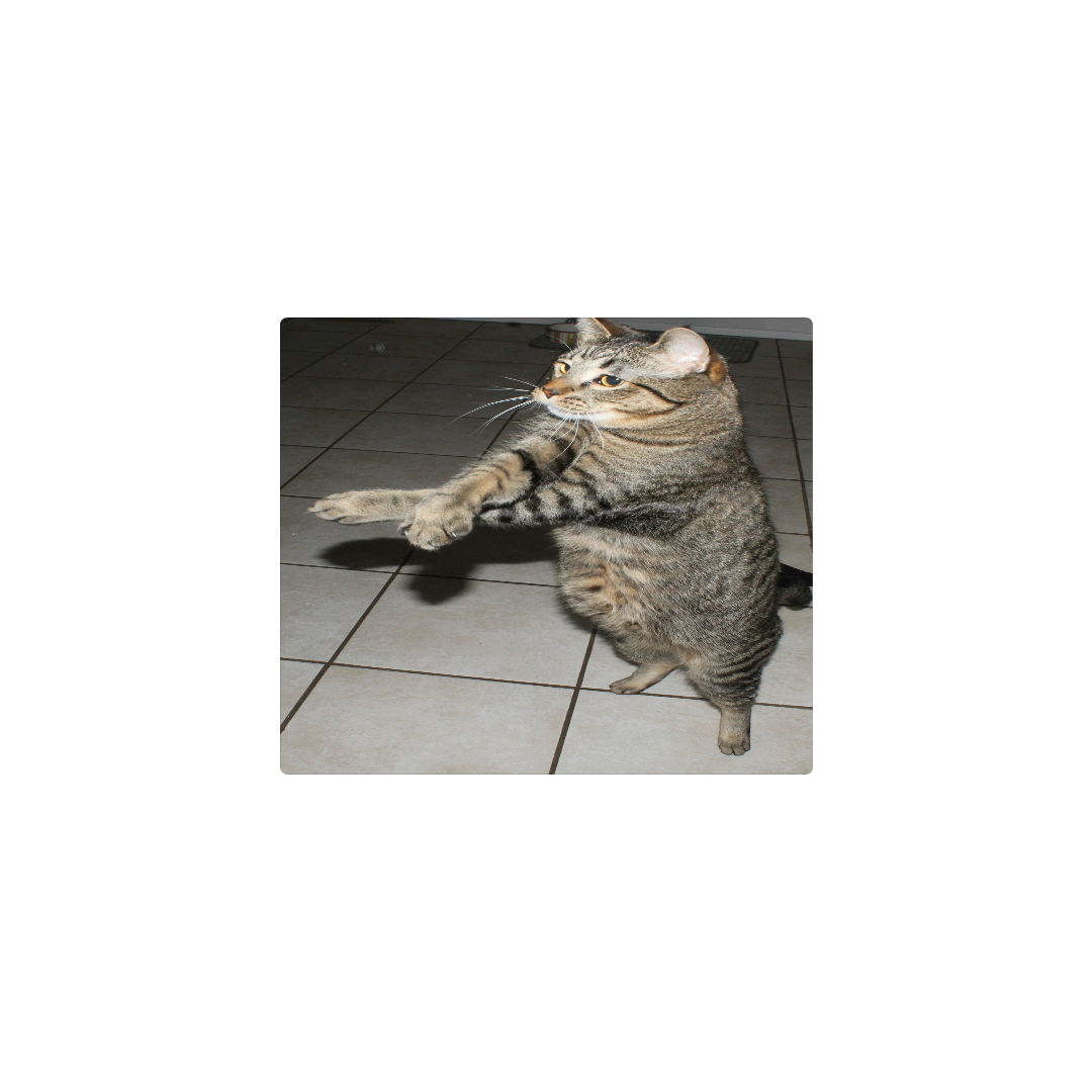 Gato gangam style