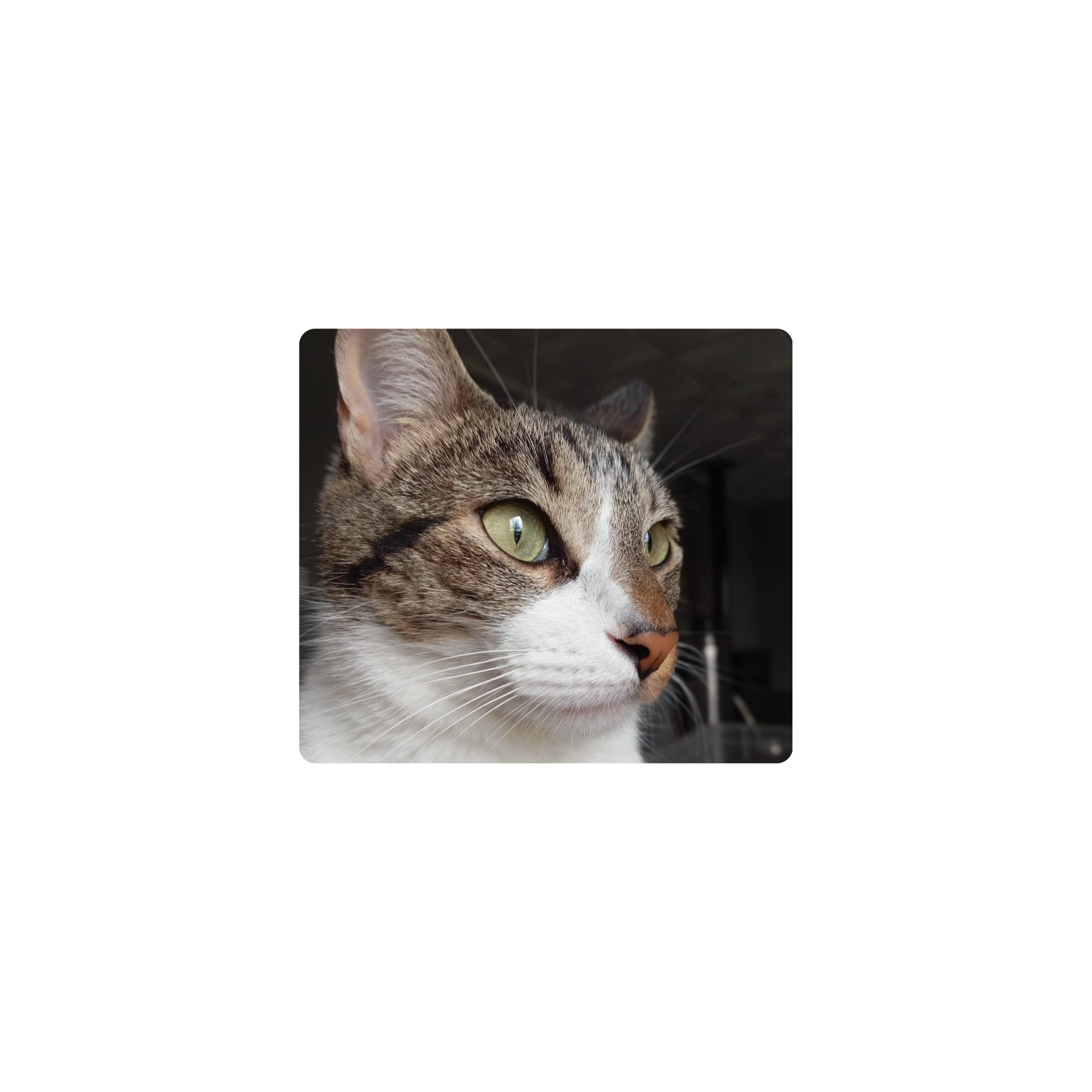Mousepad Aries el gato 45x40 PRO | PERSONALIZADO