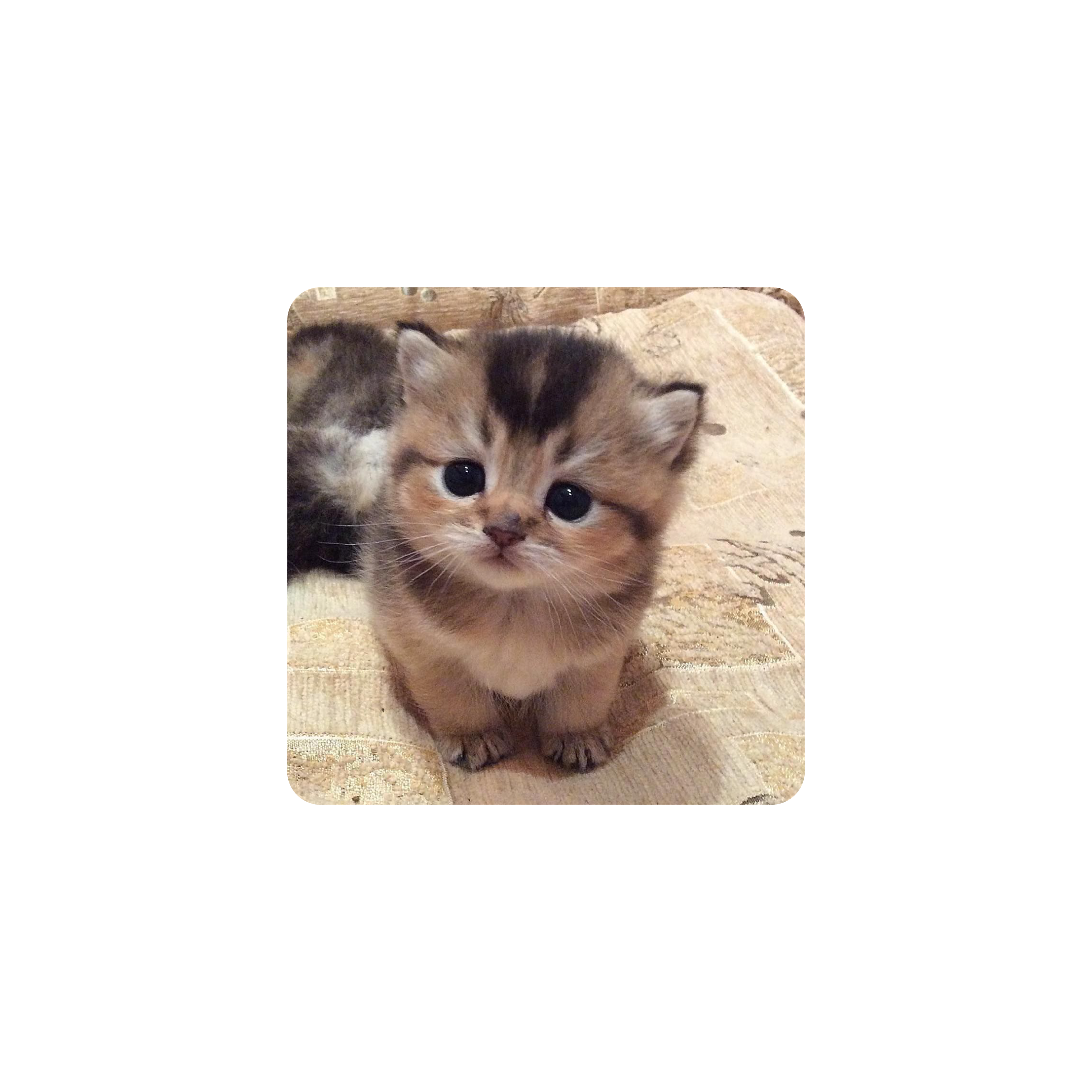 Mousepad Gatito lindo 40x40 PRO | PERSONALIZADO