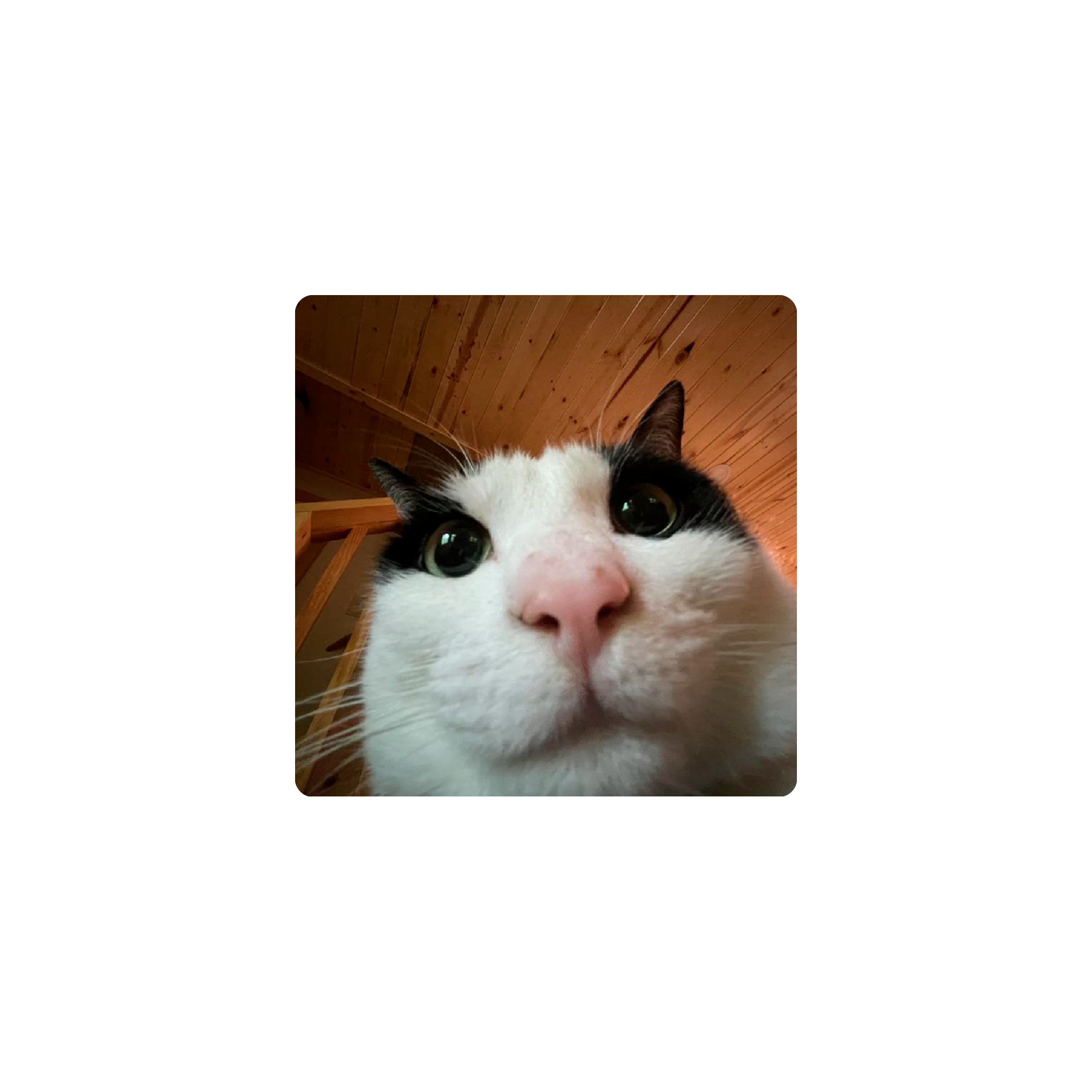 Mousepad Gato 25x25 Classic | PERSONALIZADO