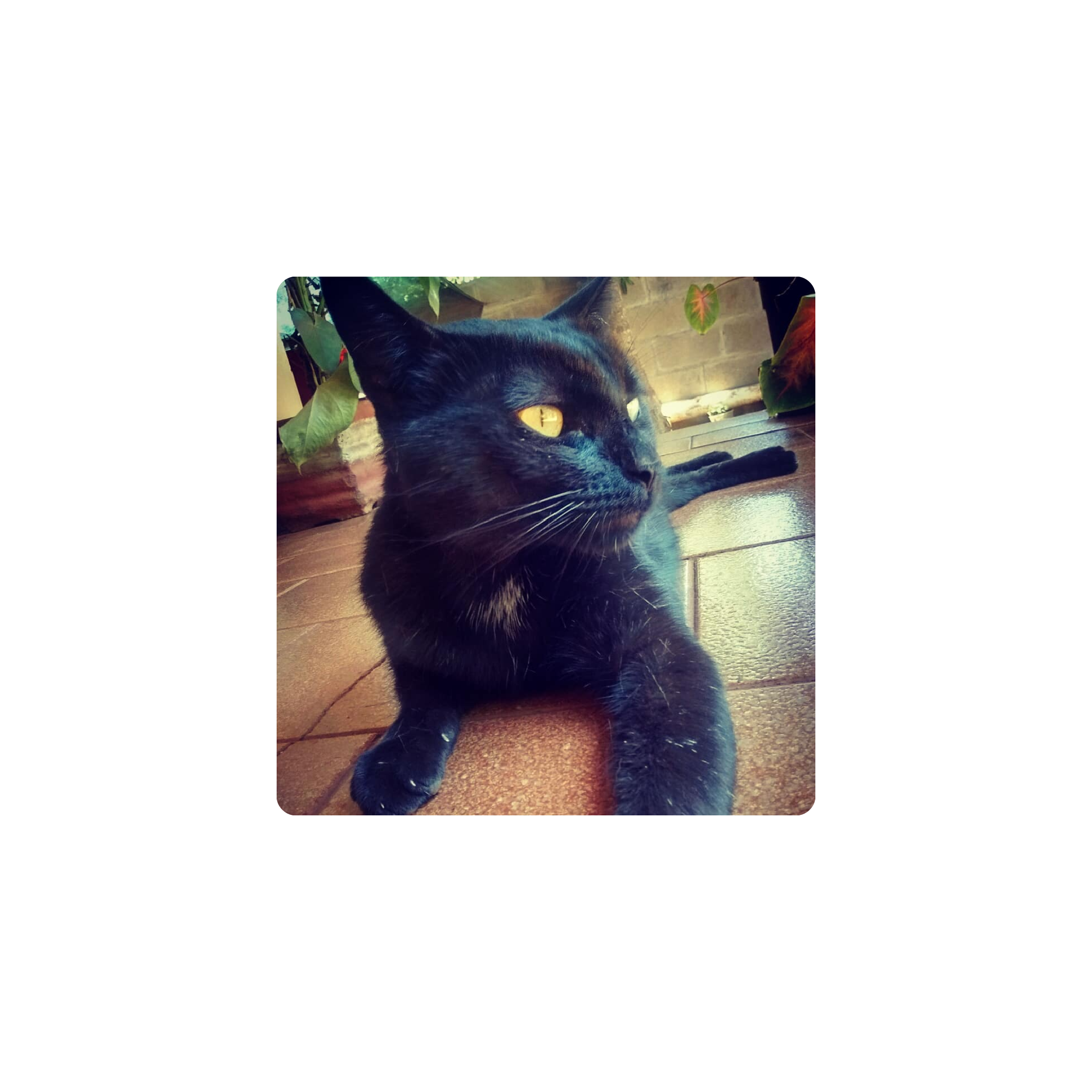 Mousepad Mordelon 35x35 PRO | PERSONALIZADO