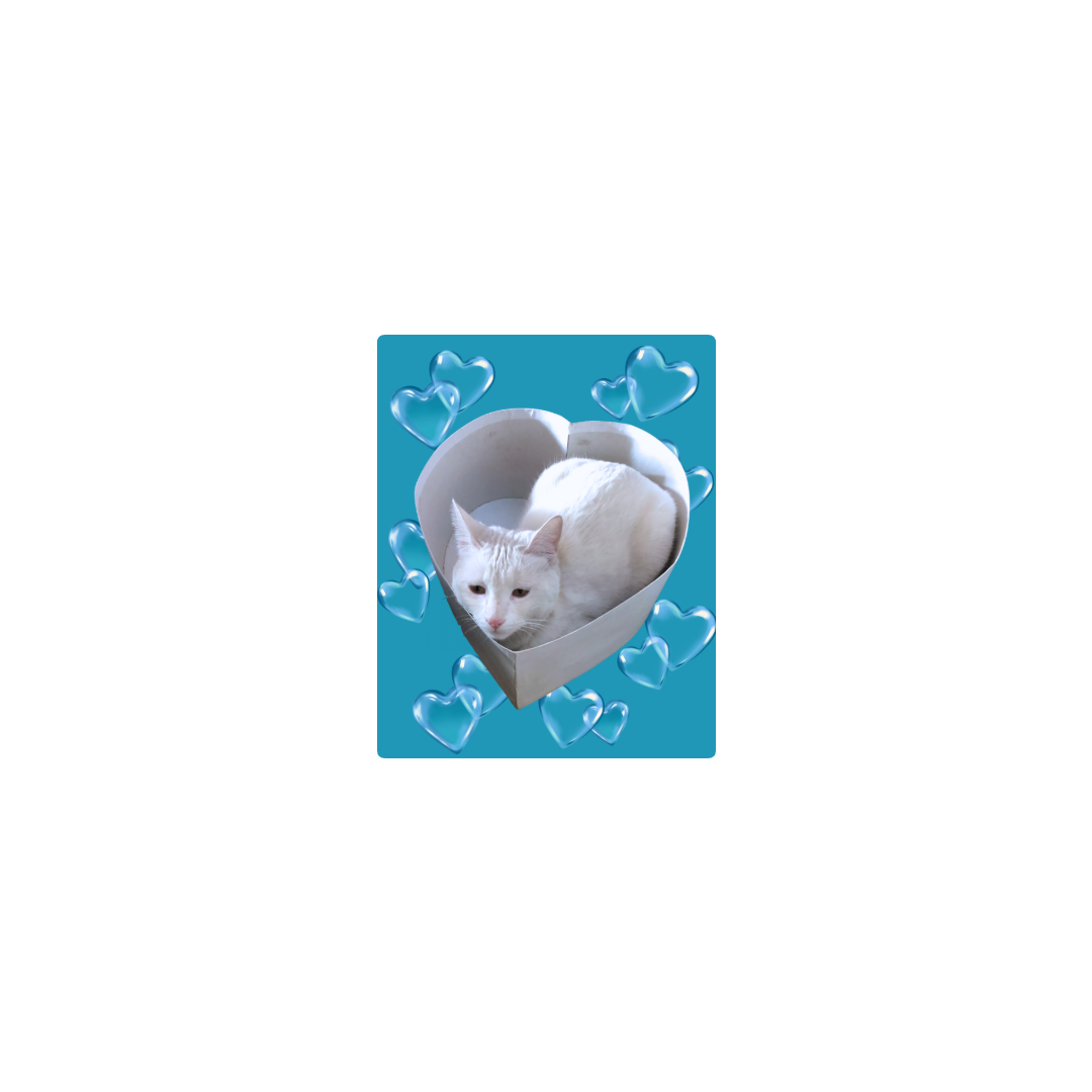 Corazones y gatita Kira blanca