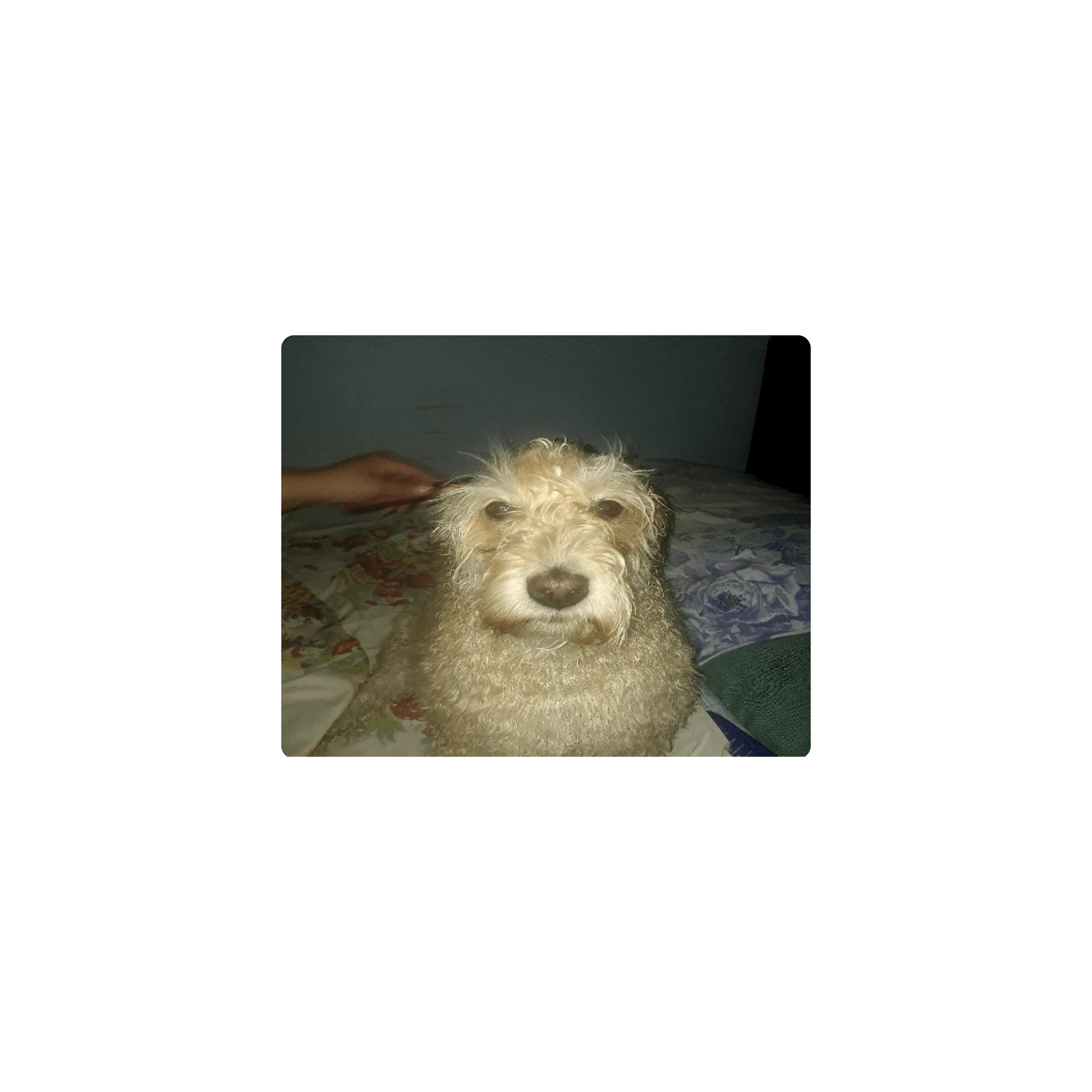 Mousepad Perro lero buscar 50x40 PRO | PERSONALIZADO