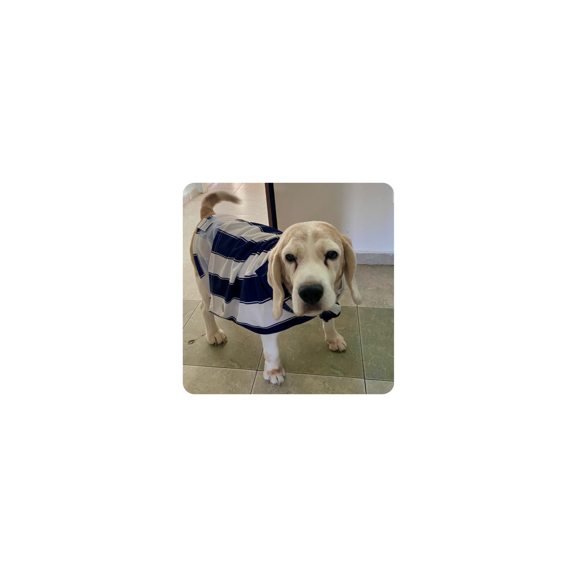 Mousepad Ruck Beagle 25x25 Classic | PERSONALIZADO