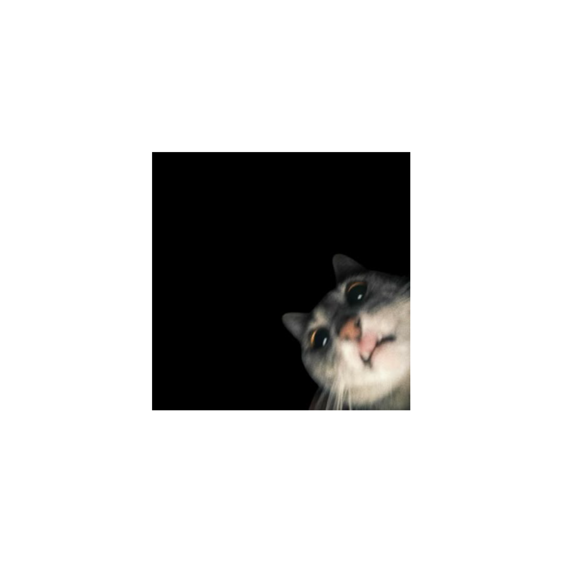 Mousepad benji cat 50x50 PRO | PERSONALIZADO