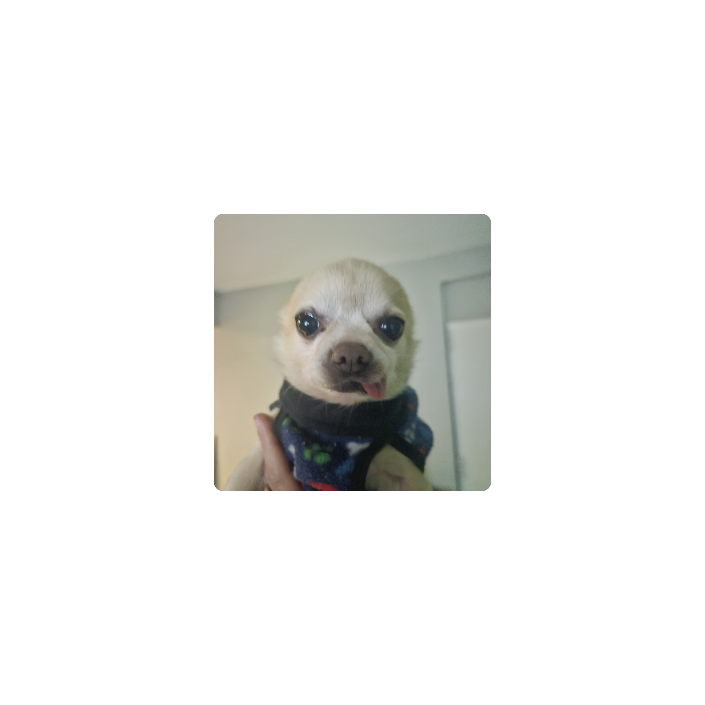 Mousepad cacho 25x25 Classic | PERSONALIZADO