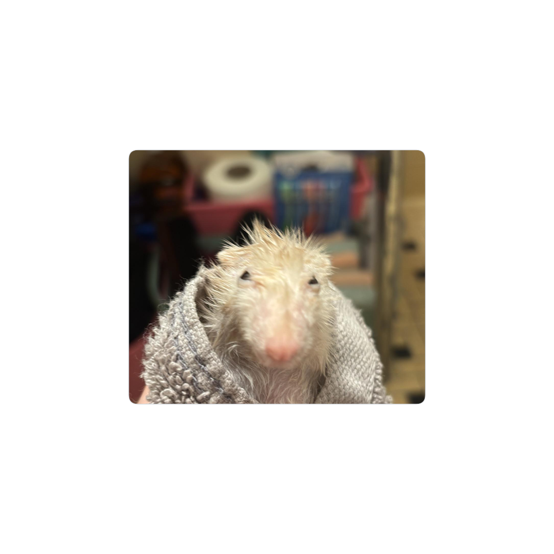 How could you, papa...